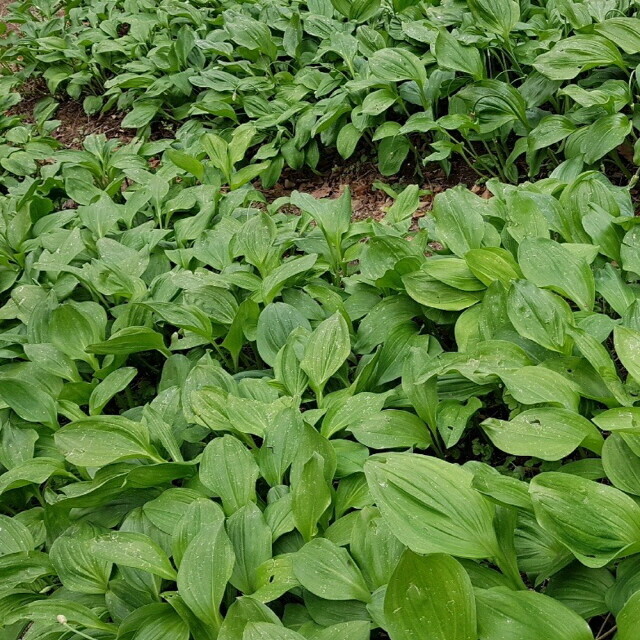 양양로컬푸드,꽃순이네 농장 산마늘 1kg, 눈개승마 1kg