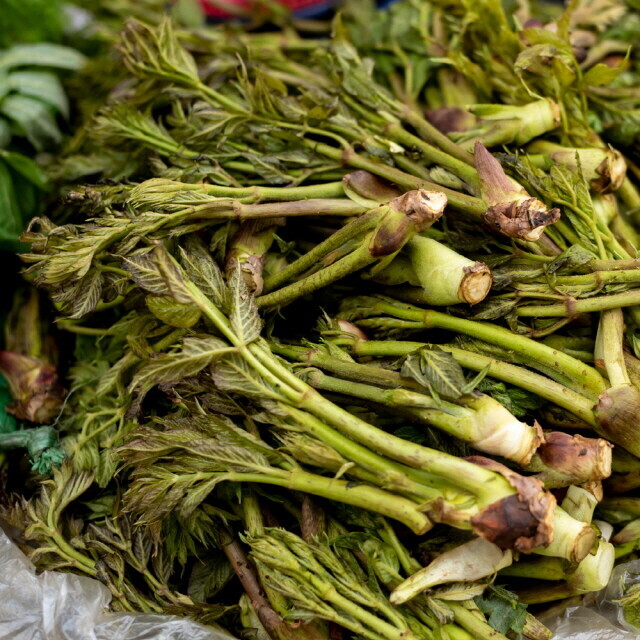 양양로컬푸드,꽃순이네 농장 산마늘 1kg, 눈개승마 1kg