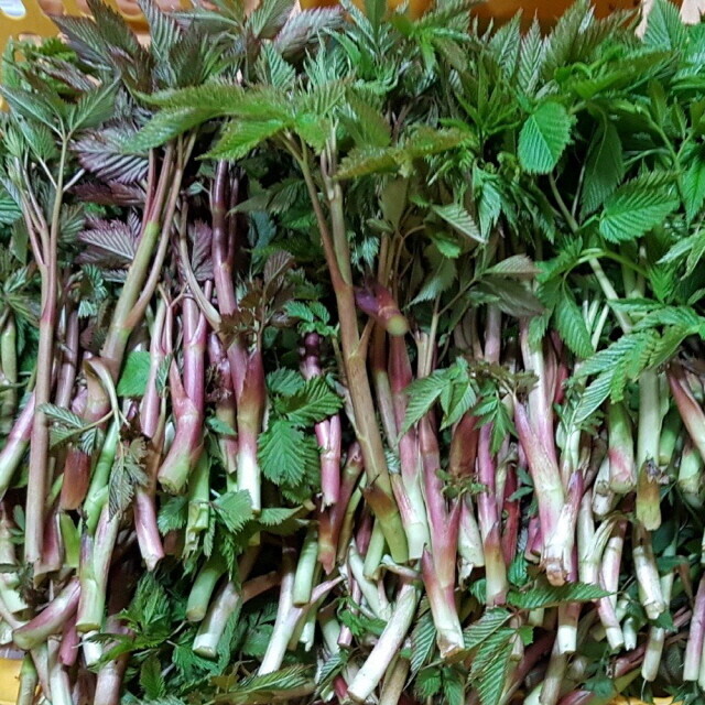 양양로컬푸드,꽃순이네 농장 산마늘 1kg, 눈개승마 1kg