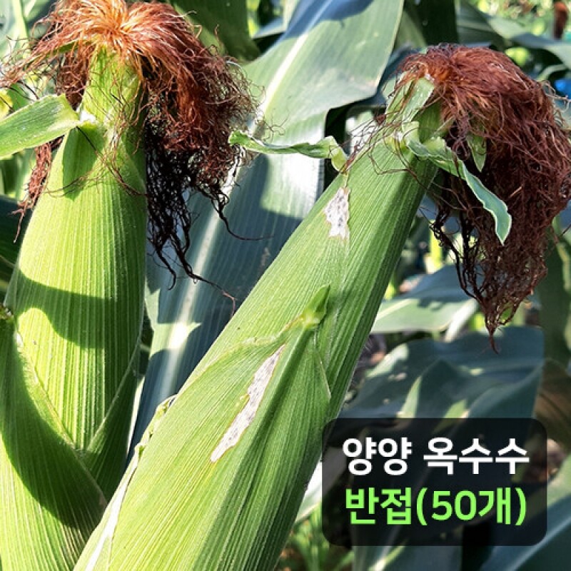 양양로컬푸드,예약주문 2025년 양양군 찰옥수수 반접(50개)